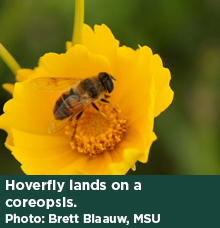 Hoverfly lands on a coreopsis. Photo: Brett Blaauw, MSU